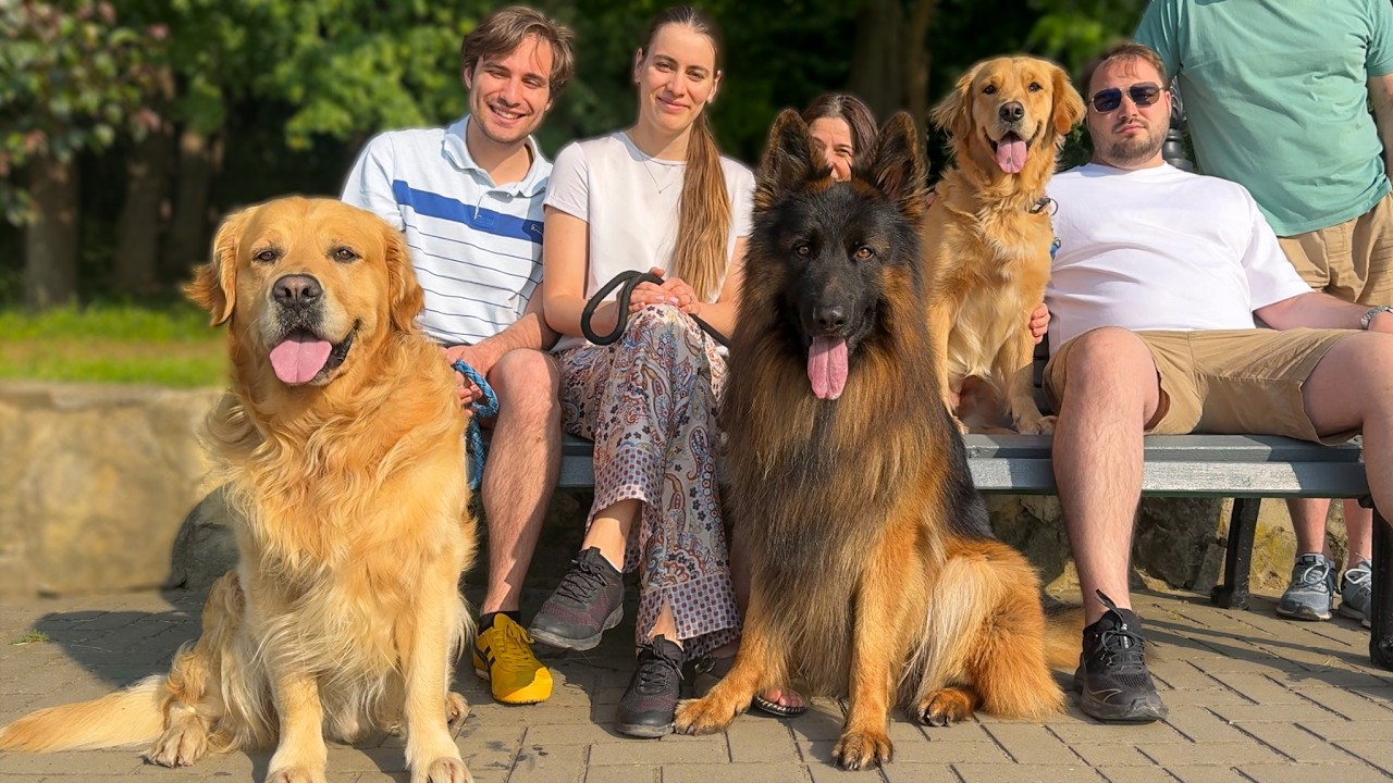 Our 3 Dogs’ Priceless Reaction to Reunion! Pure Love & Fidelity