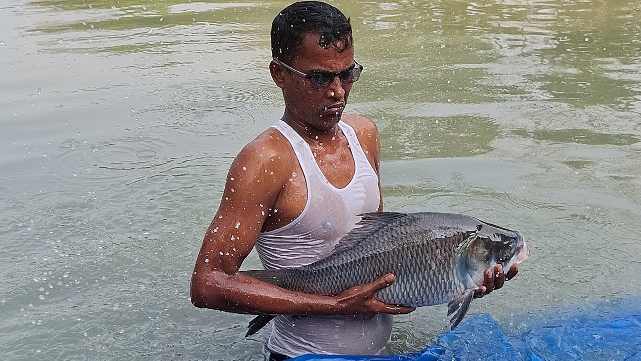 প্রথম রাউন্ড টিকিট জন্য মাছ দিচ্ছে