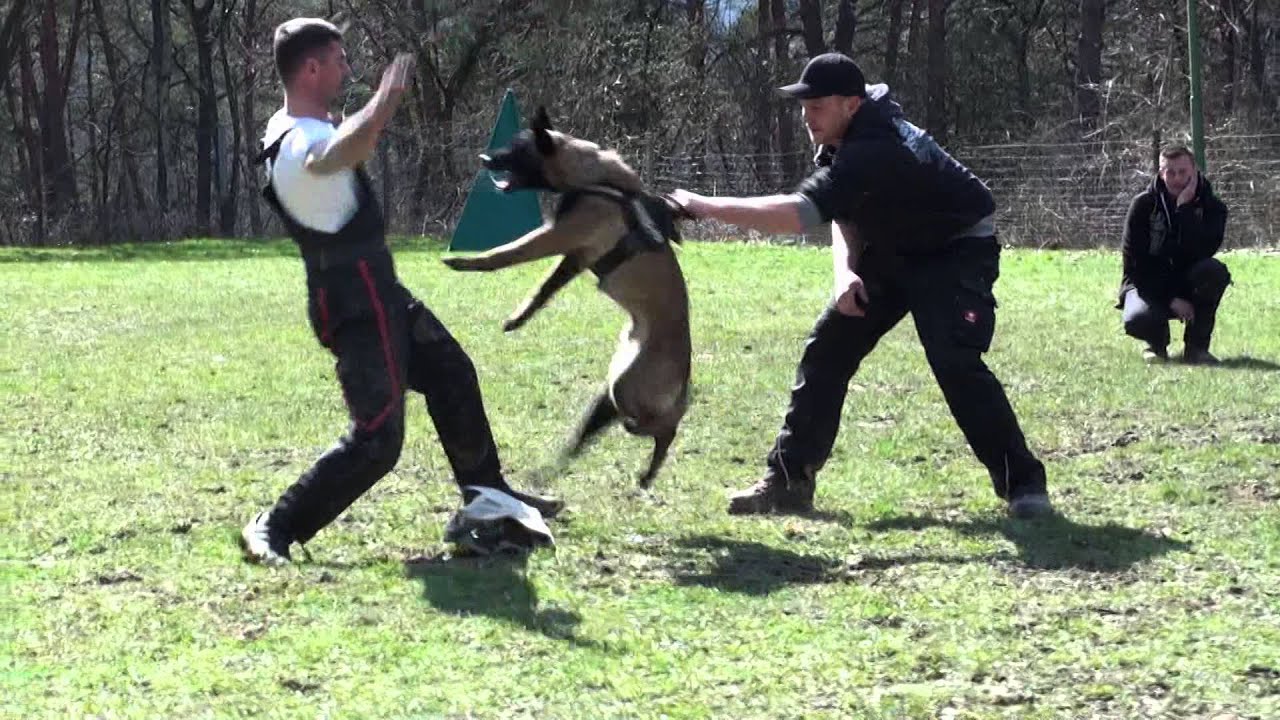 Seminar for dog training  with malinois !!!