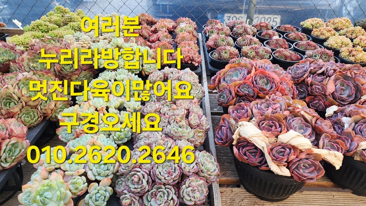 .누리다육 묵둥이맛집 저렴한가격 구경들오세요. 010.2620.2646