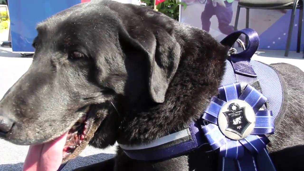 Ceremonia de Jubilación de integrantes caninos de la Policía Federal