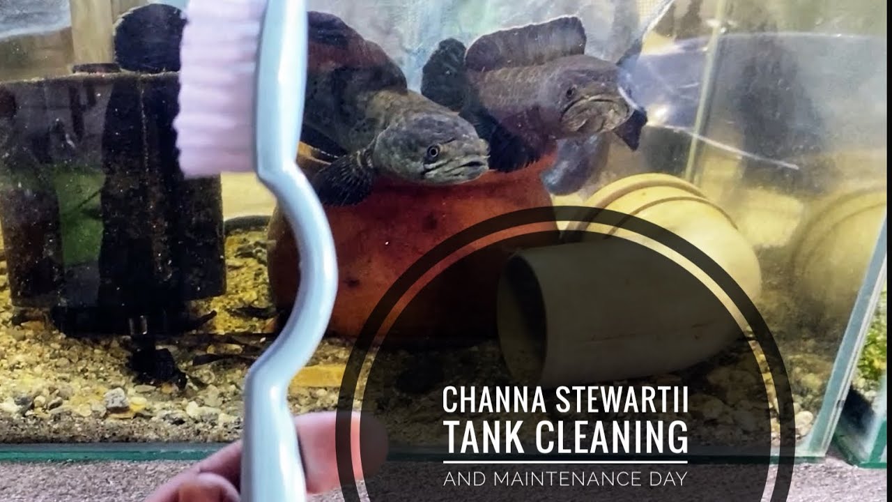Channa Stewartii tank cleaning and tanks Maintenance day - Malla Pets Empire