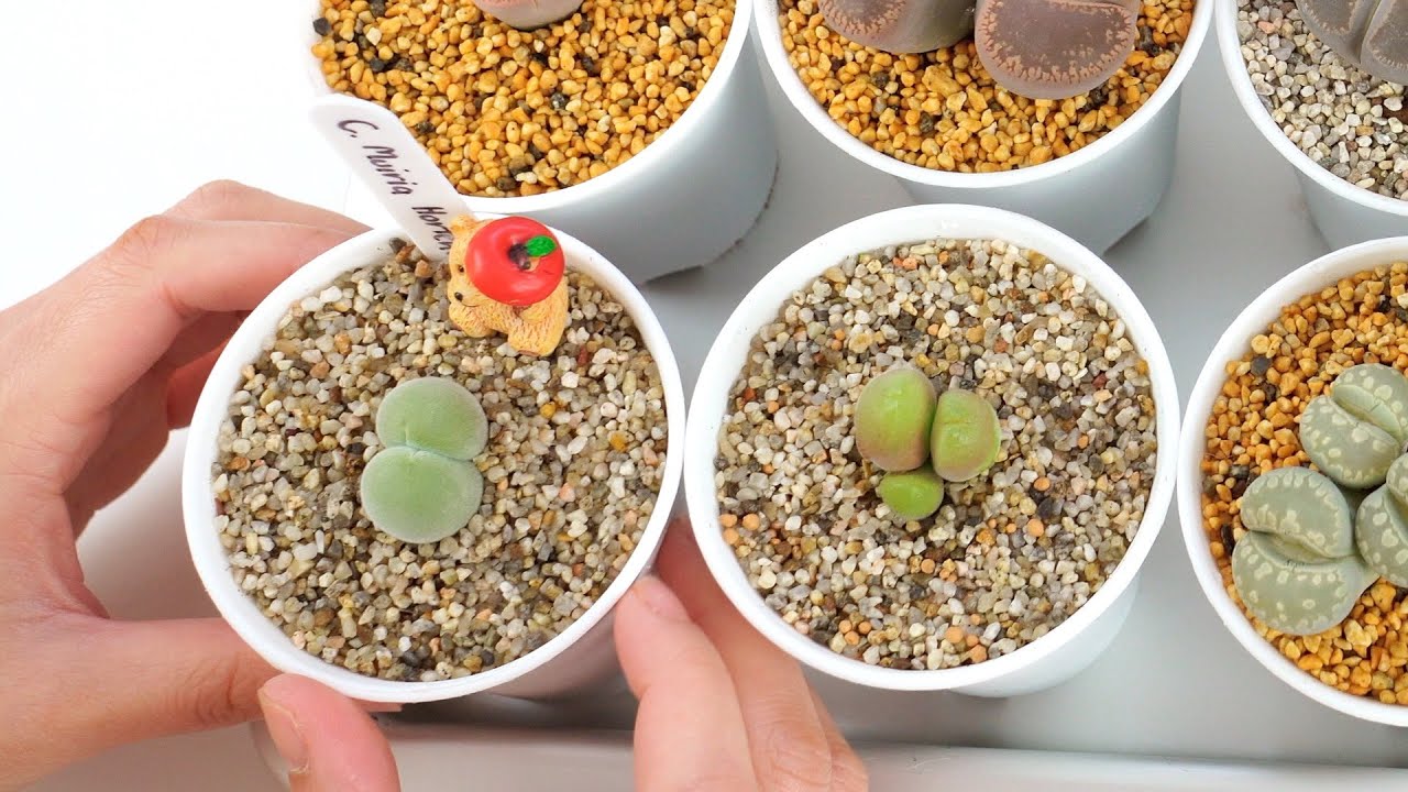 How I plant my Conophytum | The cutest plants on earth 🤩🍄 [Eng Sub]