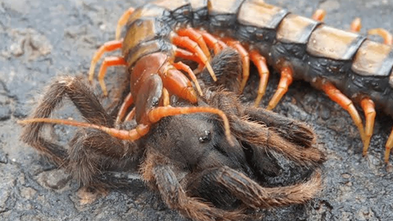 Die 15 t&ouml;dlichsten K&auml;mpfe im Reich der Insekten