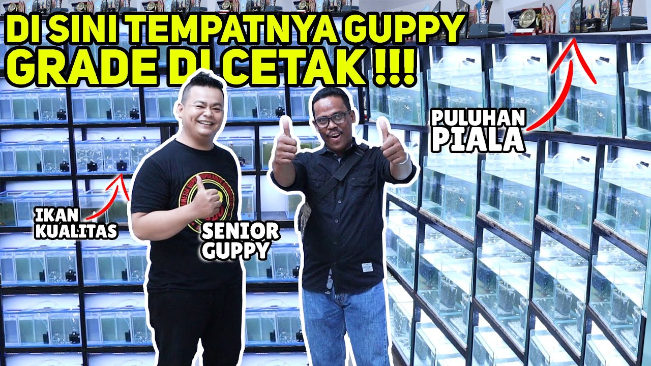 PETERNAK IKAN GUPPY SENIOR DI SOLO! DI SINI TEMPATNYA IKAN GUPPY GRADE! FARM FINE GUPPY!!!