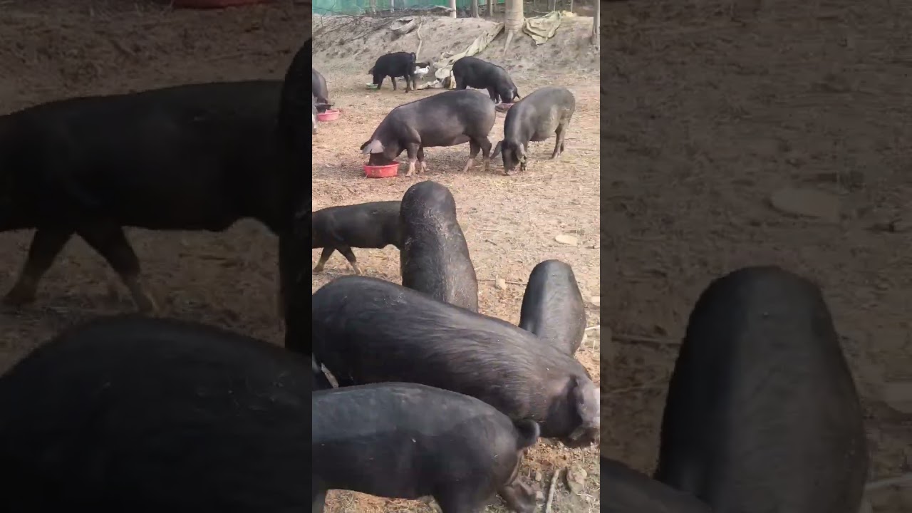 #pigfarm #tnd #largeblack #desipig