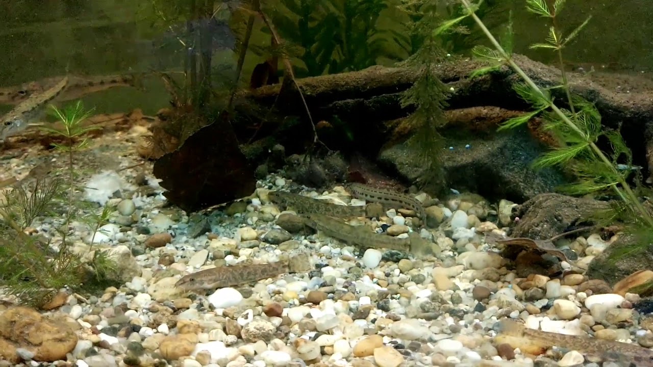 Gudgeon,barbel, stone loach,spined loach in fish tank