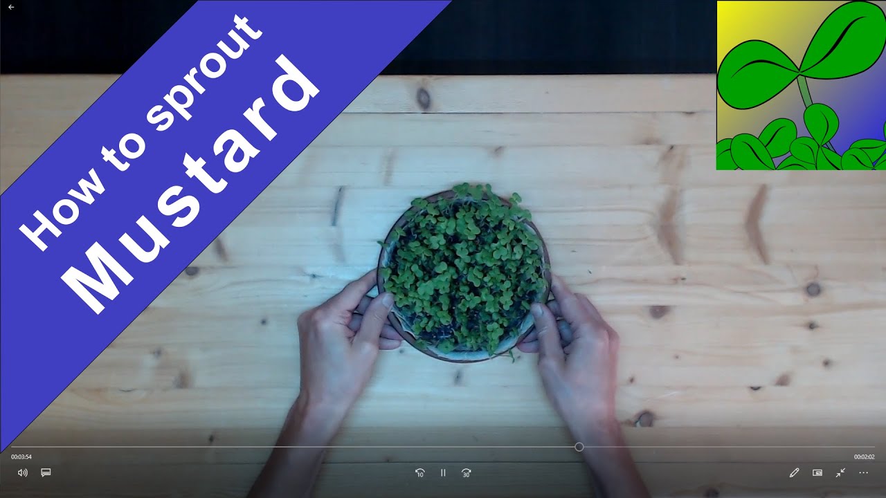 Sprouting mustard to microgreens, the phase when it is most nutritious.
