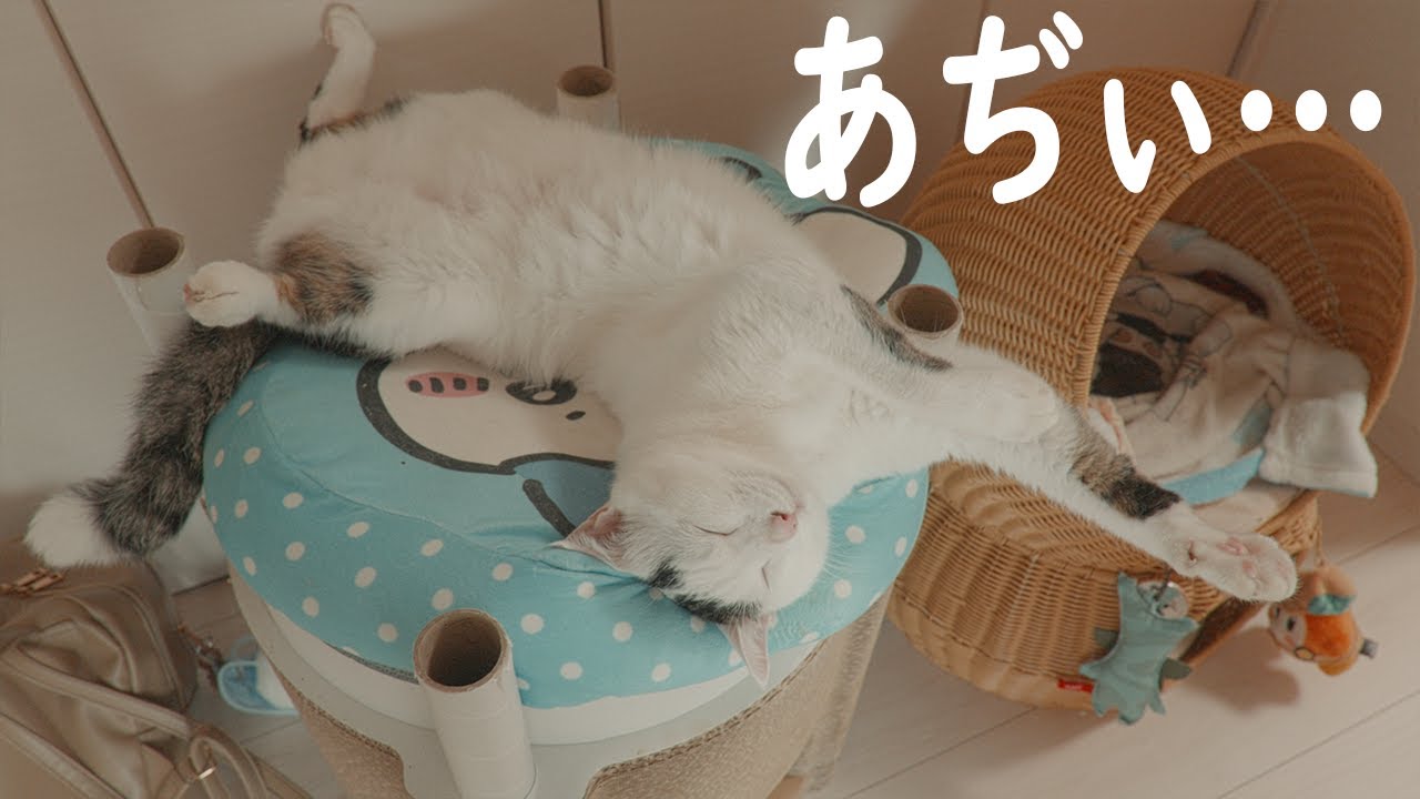 夏季限定のパッカーンチロさんがこちら