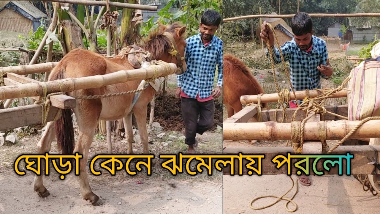 ঘোড়া কেনে ঝমেলায় পরলো  @abdulsk20