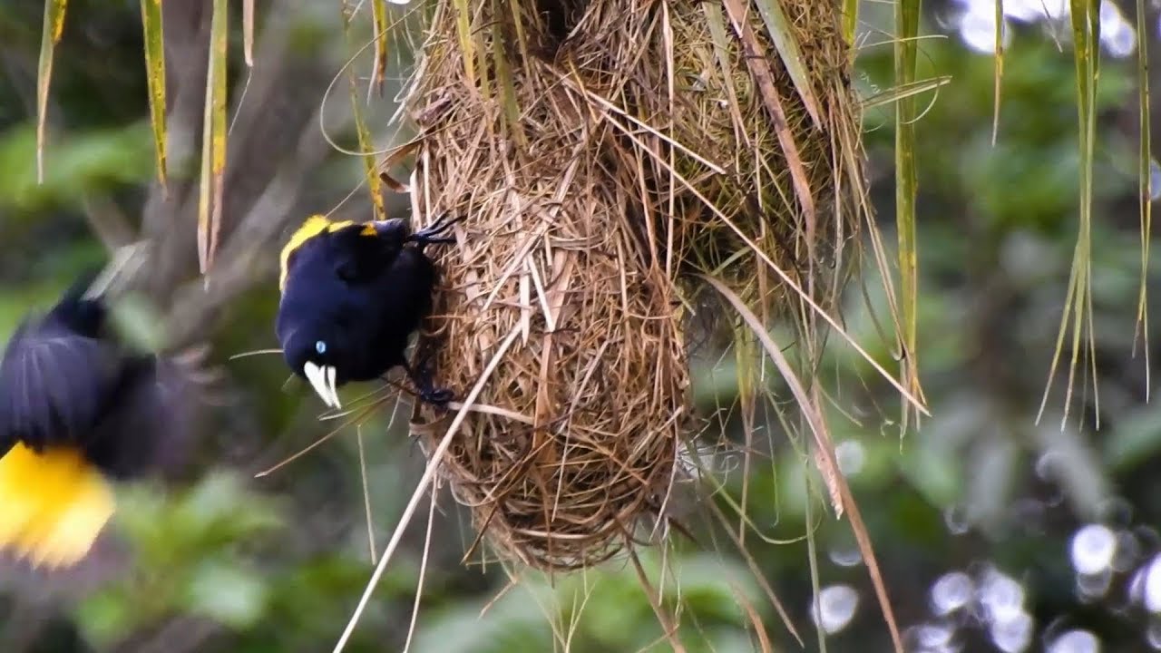 Trzy r&oacute;żne gatunki ptak&oacute;w Weaver, Rodzina Icteridae, Naturalne piękności,