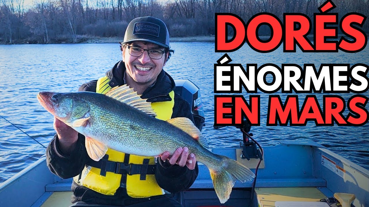 Dorés énormes en mars en plein cœur de Gatineau!