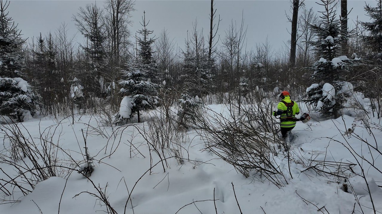 Clearing the Forest Step by Step 🌲💪(part1)