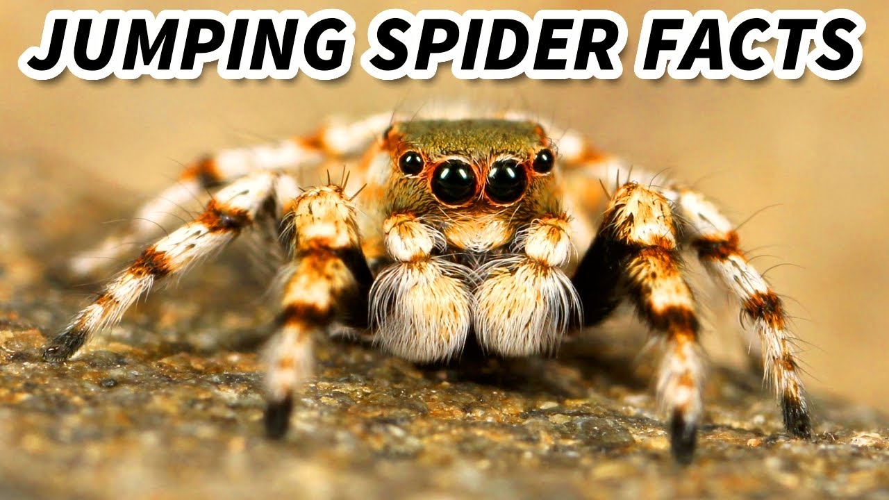 Факты о пауках-скакунах: самые милые пауки 🕷️ Файлы с фактами о животных