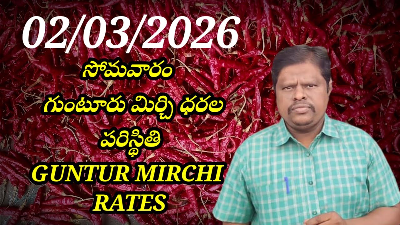2 March 2026 GUNTUR MIRCHI MARKET RATES గుంటూరు మిర్చి మార్కెట్ ధరలు 