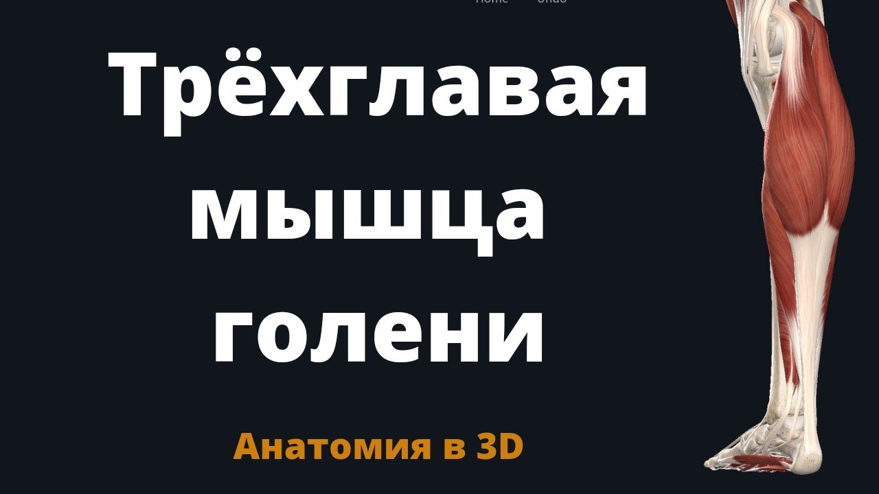 Тр&euml;хглавая мышца голени. Краткая анатомия в 3D.