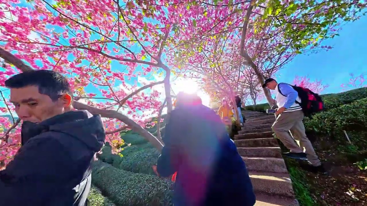 20260207八卦茶園櫻花