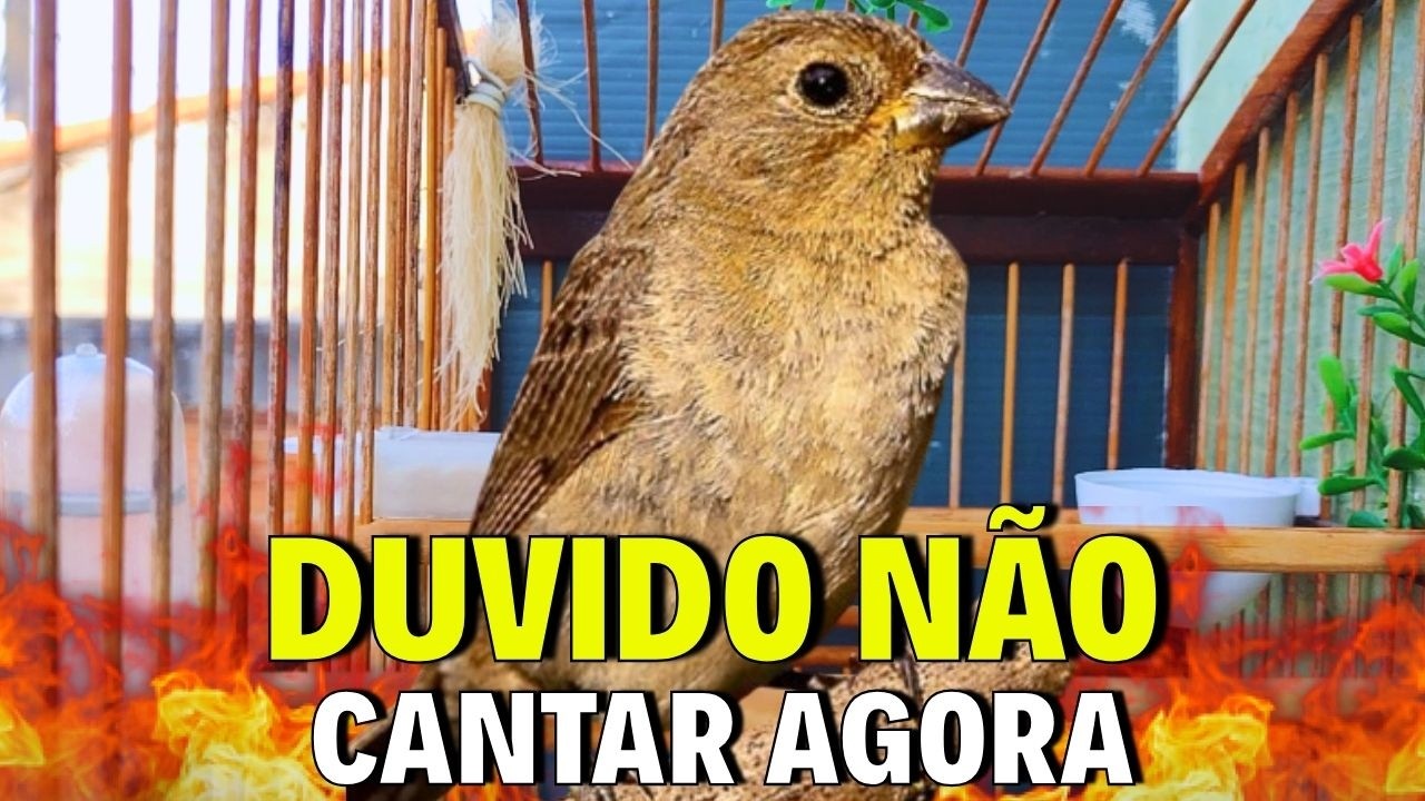 ESQUENTAR COLEIRO FRIO COM FÊMEA DE COLEIRO REAL CHAMANDO PARA ESQUENTAR QUALQUER COLEIRO TUI TUI