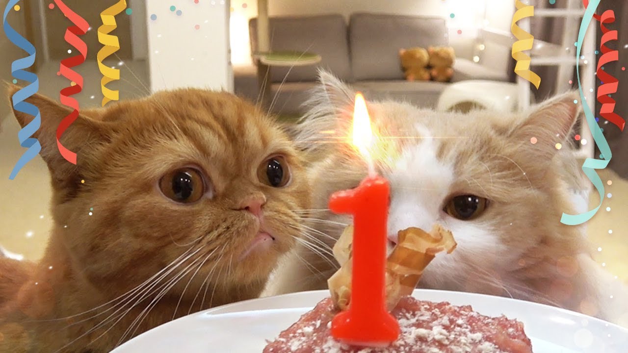 Thanks for reaching 1M subs! Cats are crazy about a tuna mousse cake! (ENG SUB)