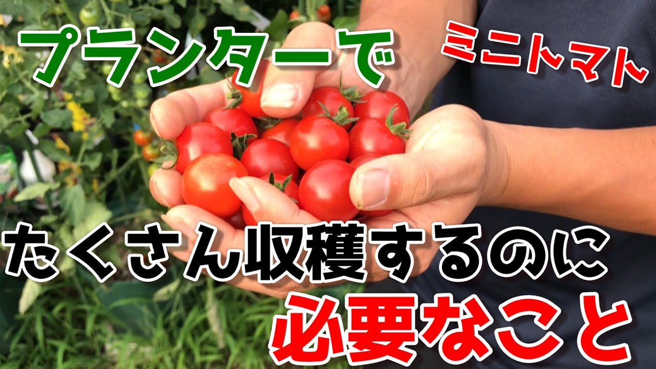 【ミニトマト】こんなにも美味しいトマトが獲れました。大量収穫するために大切なこと　【家庭菜園】