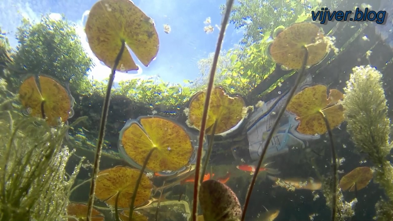 Vijver onder water