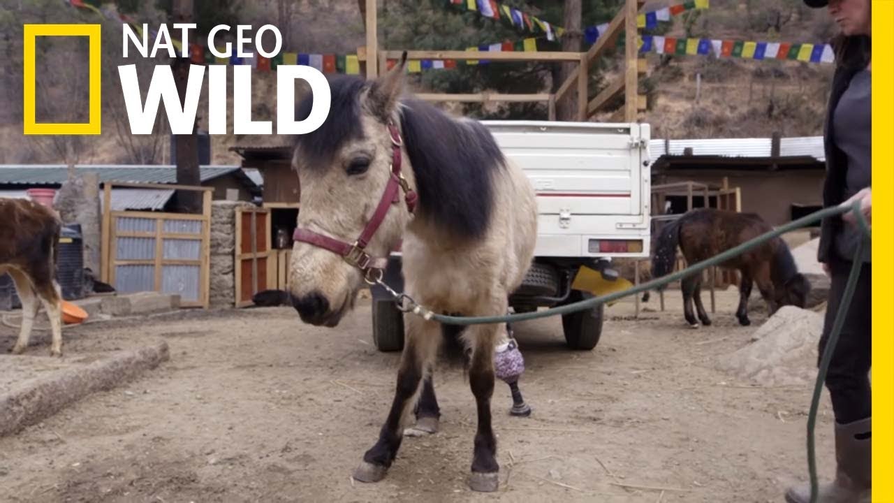 A Horse Walks for the First Time in a Year | Wizard of Paws