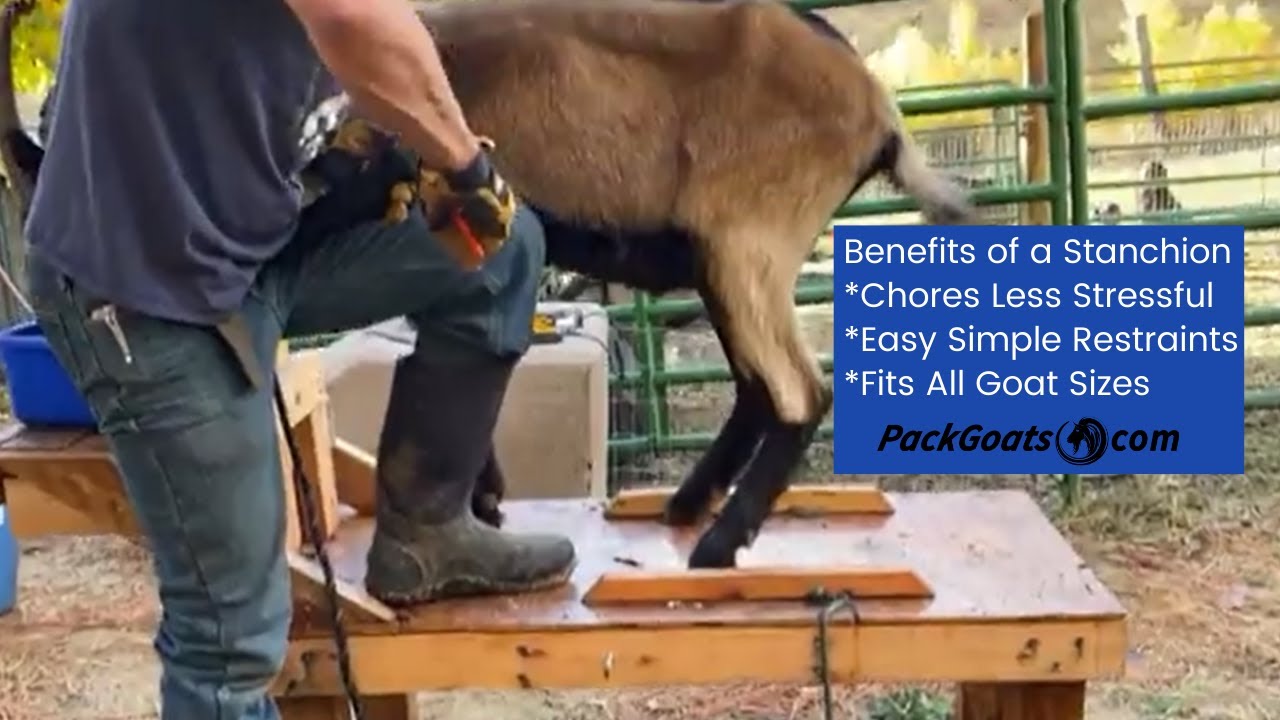 Benefits of a Stanchion for Goat Hoof Trimming, Milking, and Medical Needs