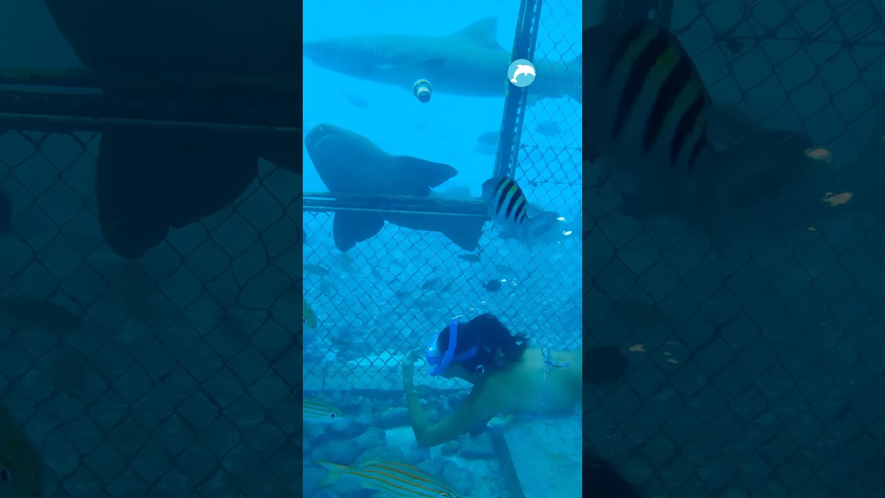 ZWEMMEN TUSSEN HAAIEN EN ROGGEN! 🦈 🐠 Check de Cura&ccedil;ao Sea Aquarium video ⤴️ #travel #curacao