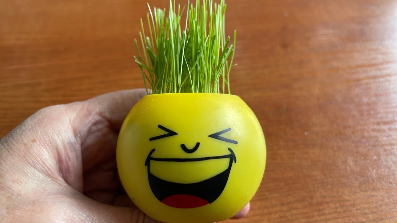 Интересная «игрушка» для проращивания семян для детей и взрослых.