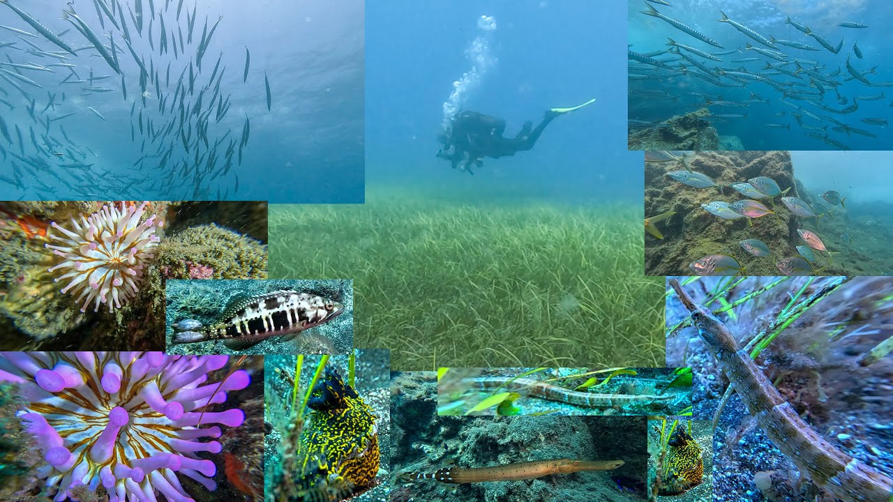 Buceo en el Tablado 