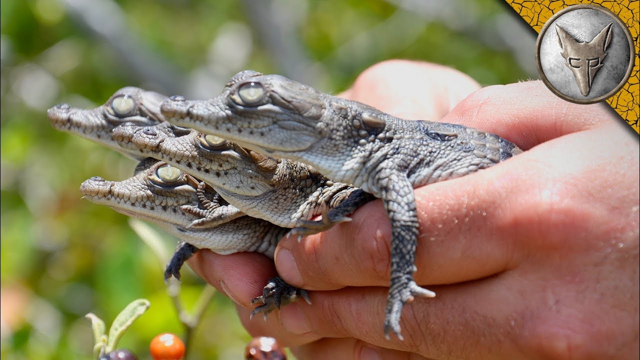 We Found Crocodile Hatchlings!