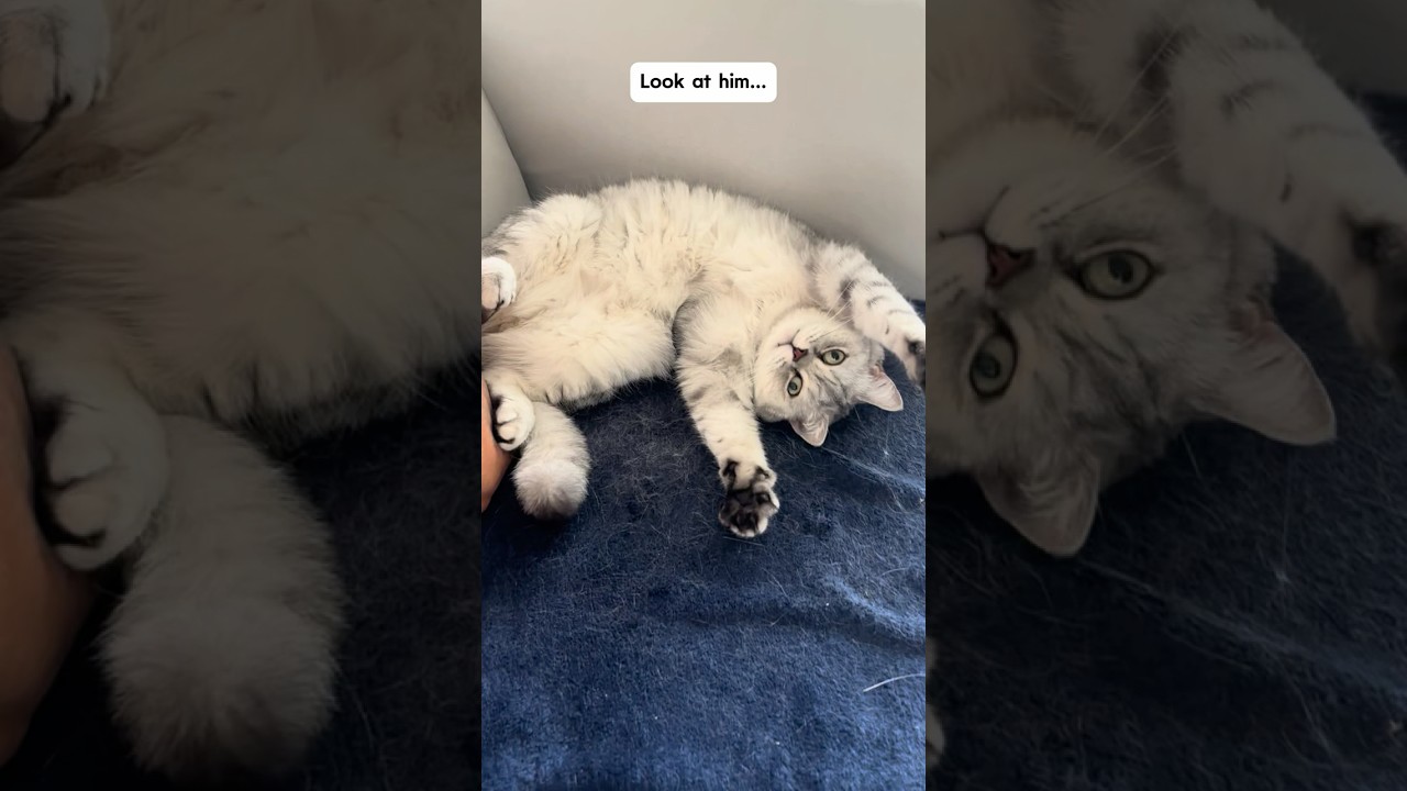 Cat&rsquo;s Paw Is Too Cute to Handle 😻🐾