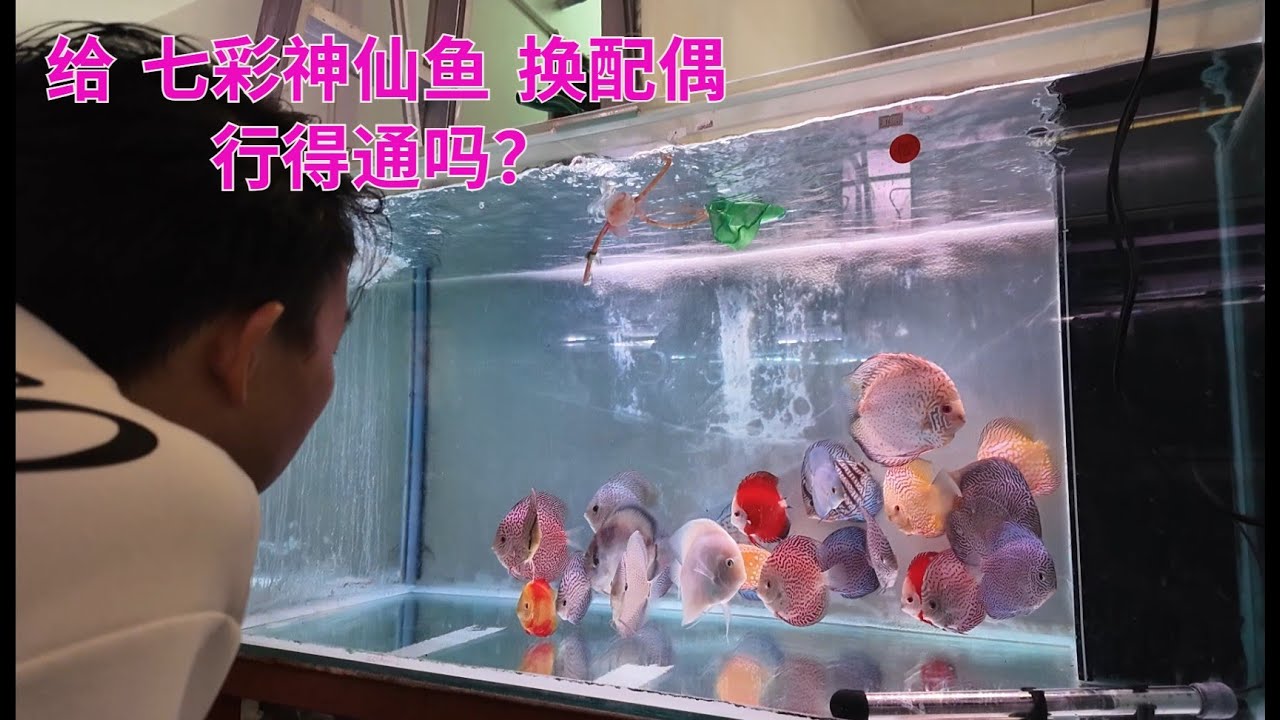 给 七彩神仙鱼 换配偶 行得通吗？