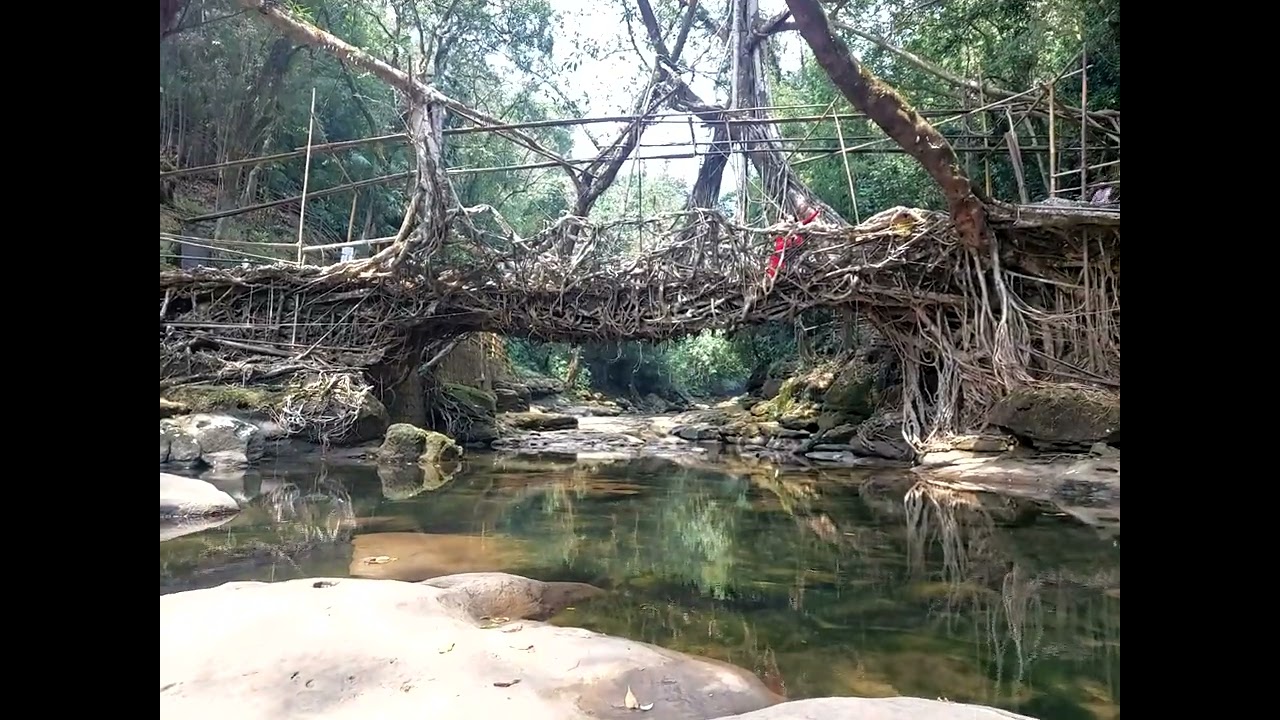 Single root Bridge