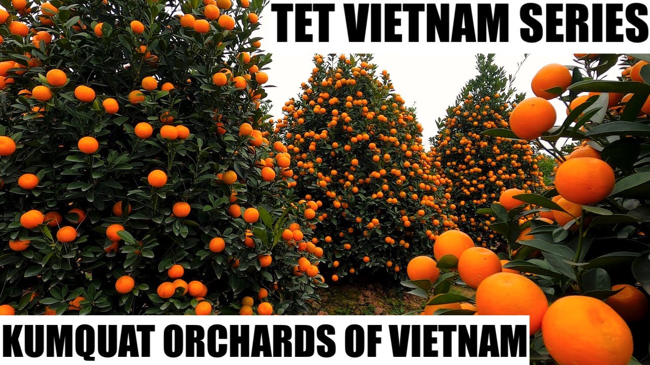 Kumquat Orchard in Vietnam | TET Holiday Tree
