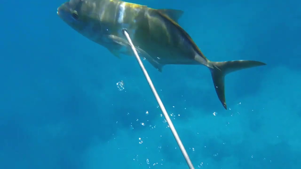 Una excelente marea (nuevo fusil )