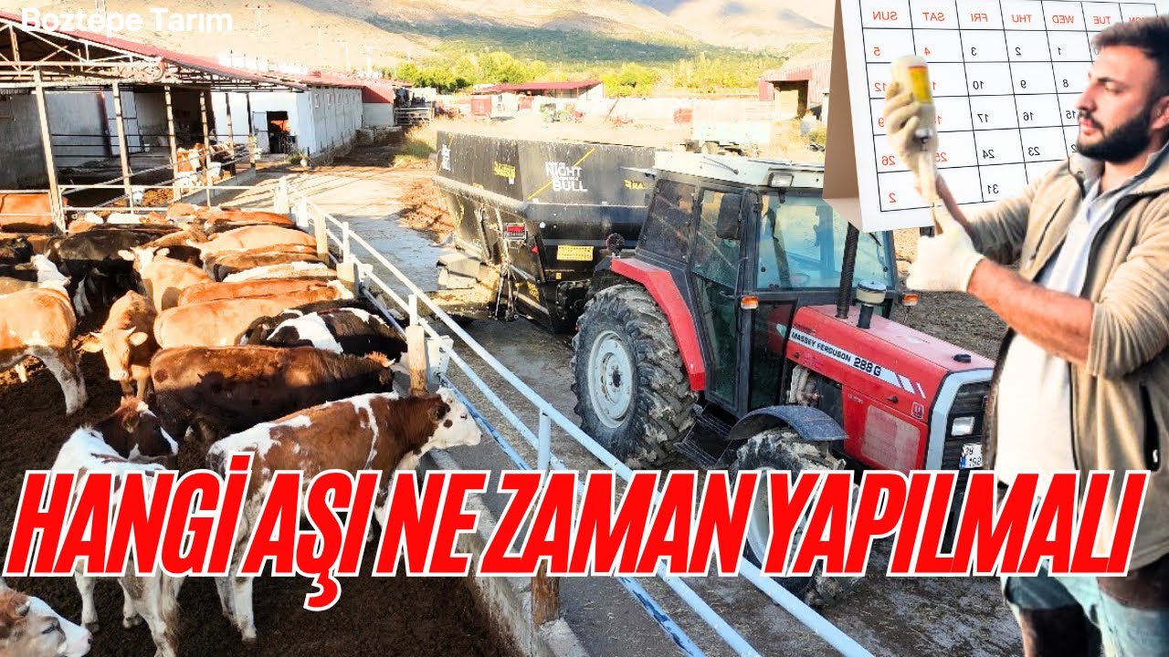 Veterinerlerin Bile Karıştırdığı Konu! Aşı Takvimini Doğru Uygula