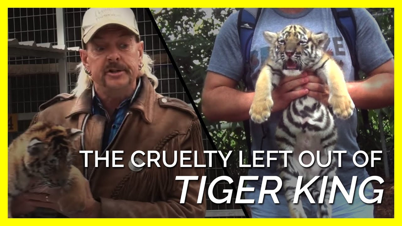 What Really Happens to Tigers Behind the Scenes