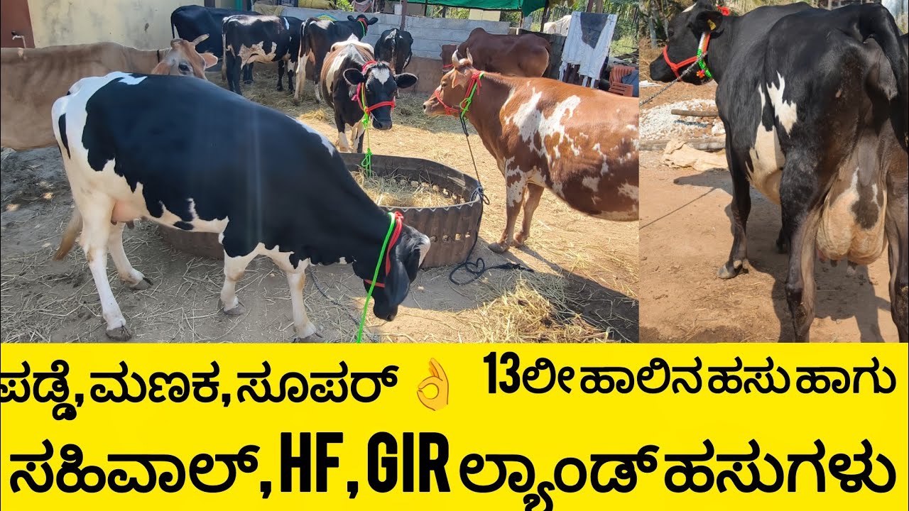 ಈ ಬ್ಯಾಚ್ ಸಾಹಿವಾಲ್, ಪಡ್ಡೆ HF ಹಸು, ಗೀರ್ಲ್ಯಾಂಡ್ ಹಸುಗಳು ಸಿಗುತ್ತಿವೆ/ all over Karnataka delivery