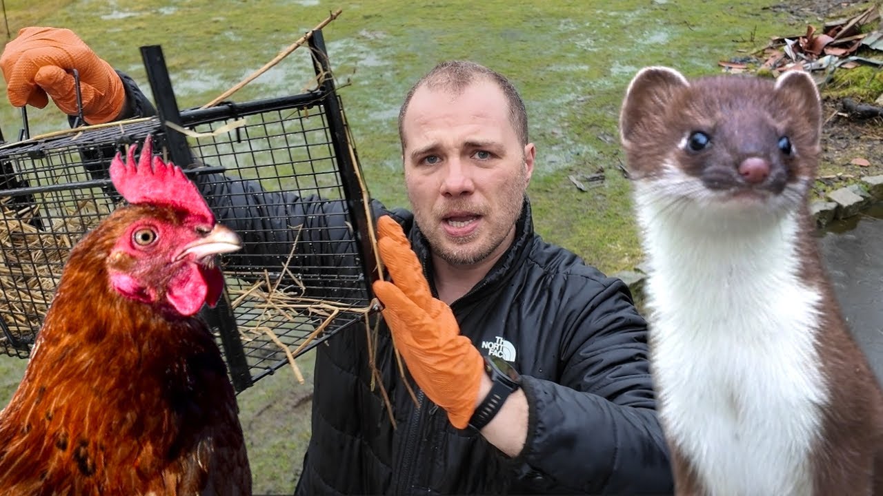 Fouine : Carnage dans un poulailler (10 poules tuées)