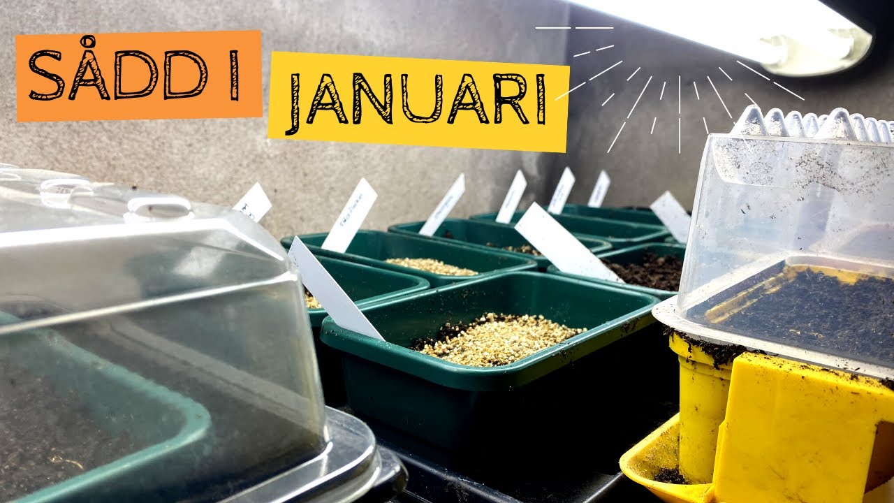 S&aring;dd i JANUARI - Jag startar mitt odlings&aring;r med dessa tidiga s&aring;dder