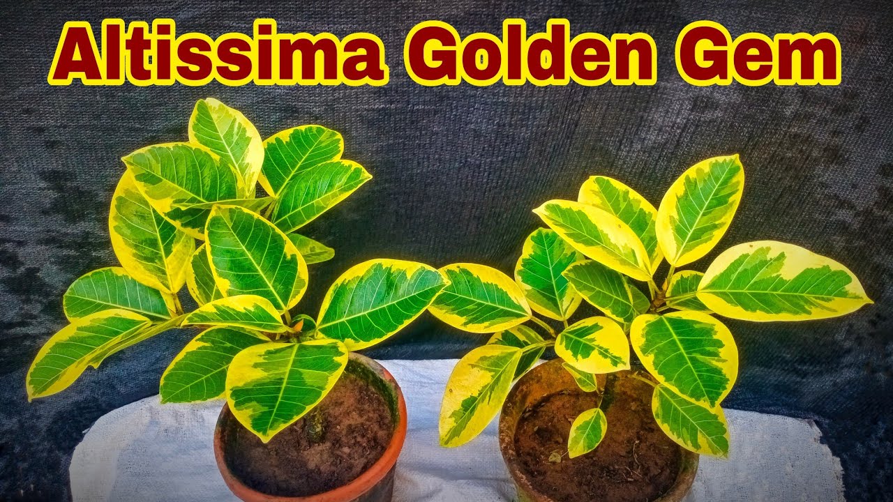 Altissima Golden Gem || how to grow and take care golden gem in indoor || full information
