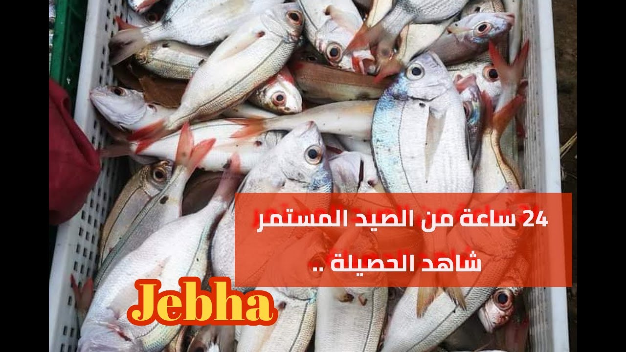 24 ساعة من الصيد في بحر الجبهة..الحصيلة متواضعة الحمد لله 🐙🦀🐟