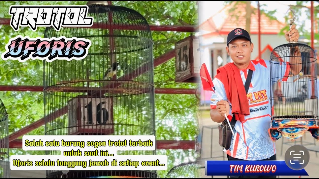 Sogon trotol terbaik‼️UFORIS‼️