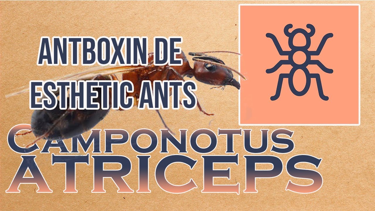 ANTenas || Camponotus atriceps y ANTboxing de Esthetic Ants