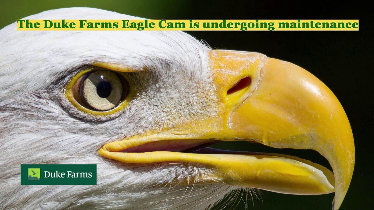 Duke Farms Eagle Cam