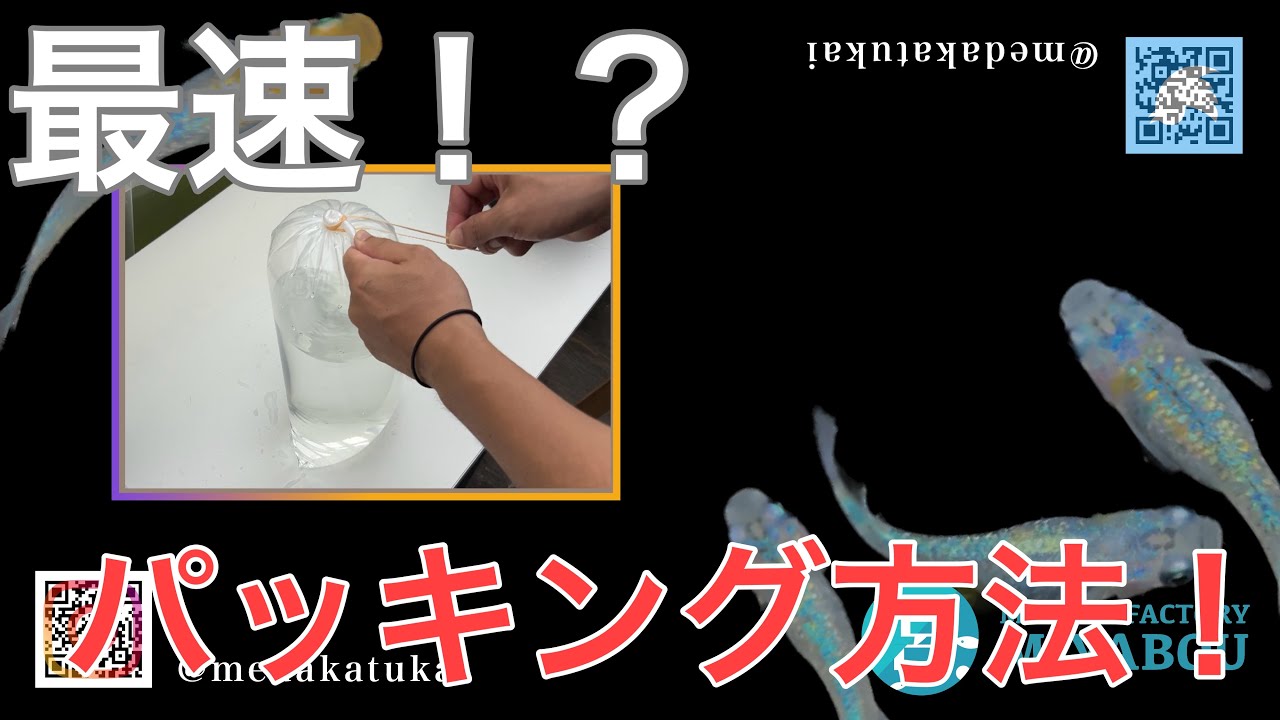 【パッキング方法】めだか、熱帯魚のパッキング方法をご紹介