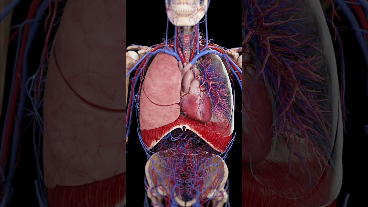 The Beating Heart & Breathing Lungs: A Perfect Rhythm 💨 #medicalanimation