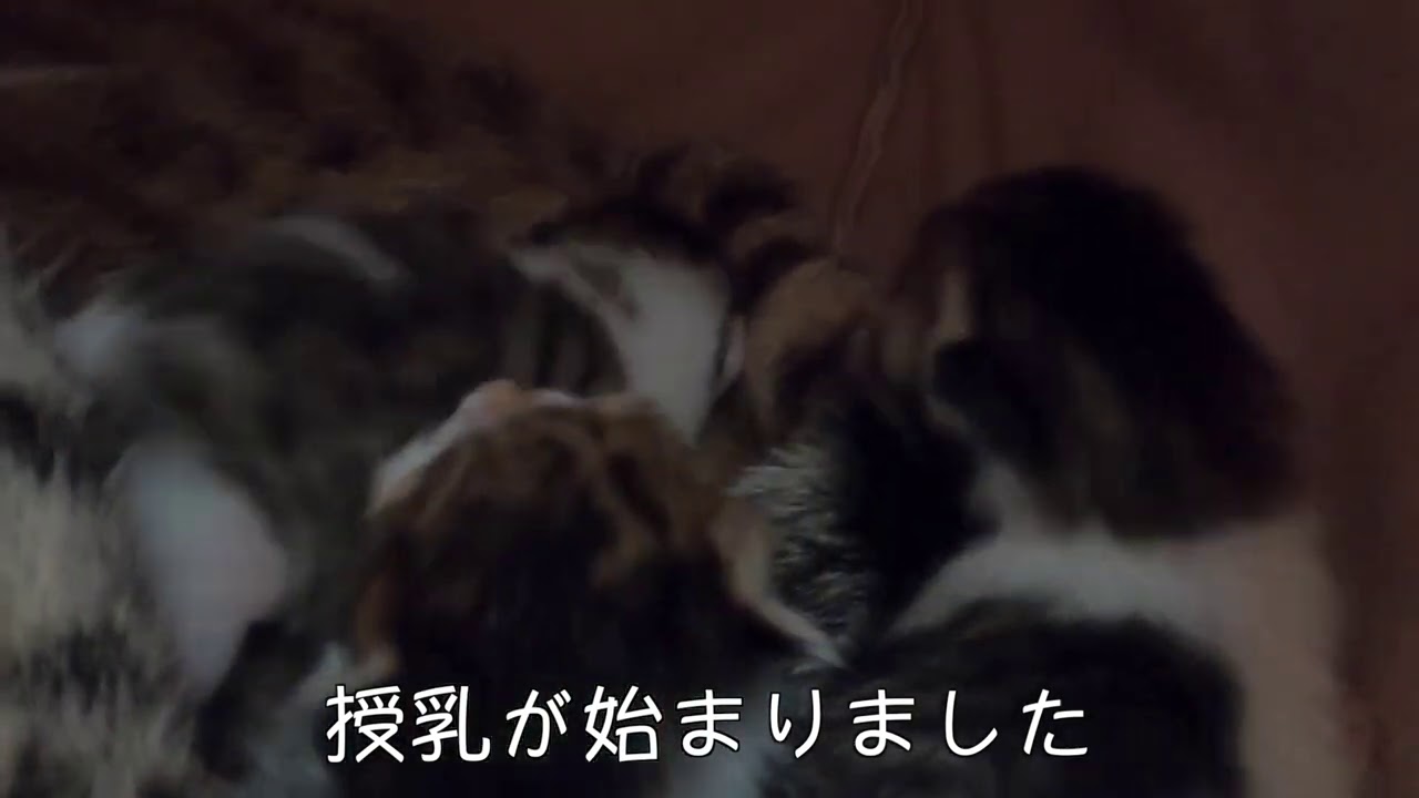 赤ちゃん猫に授乳する母タロちゃんです。