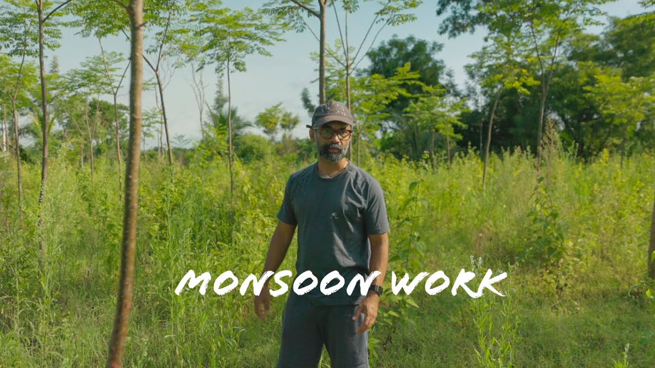Monsoon is arriving -  clearing weeds and manure